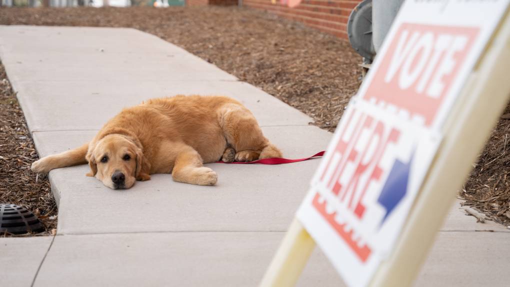 a dog lies on the ground outside a polling place