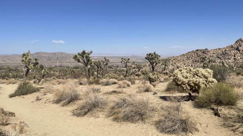 Joshua trees in Mojave Desert