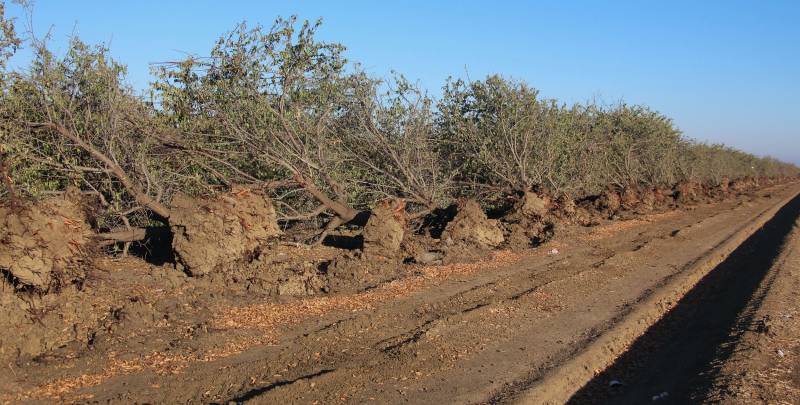 Uprooted almond trees by the side of a dirt road.