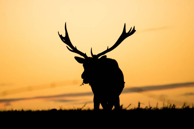 The silhouette of a moose at sunset