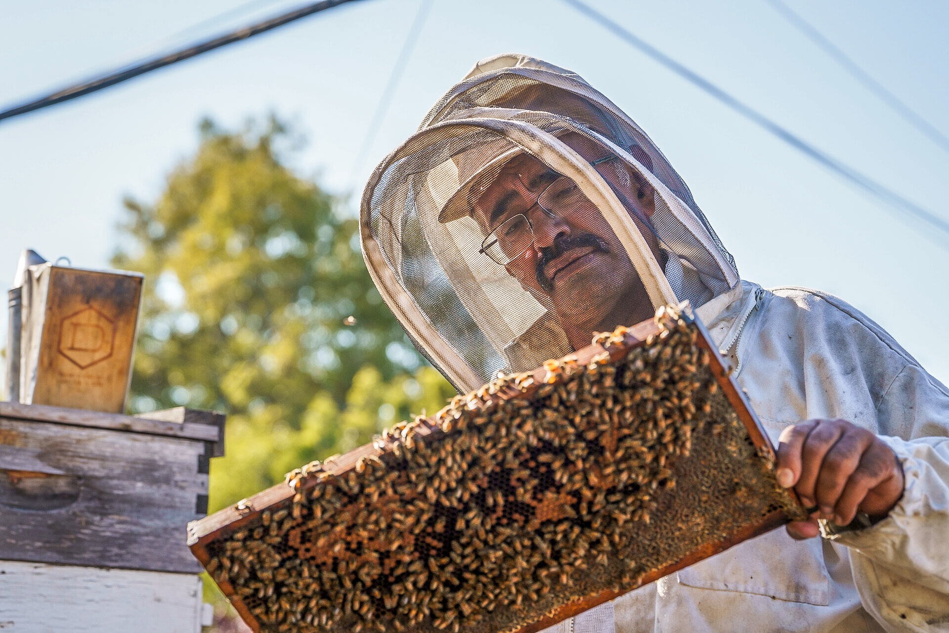 A man with medium toned skin and a thick black mustache wearing a beekeeper's outfit with a protective mesh helmet stands holding a large comb of honey, gazing at it, with a sunny sky behind him