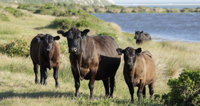 A group of dark brown cows stare at the photographer in a grassy area near the beach