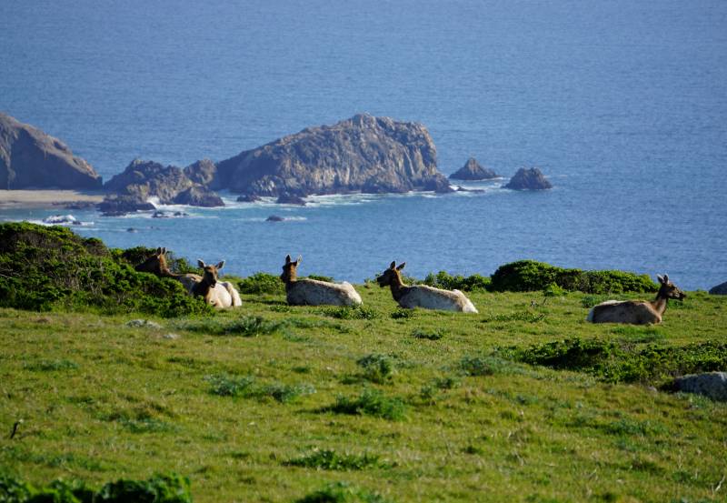 A group of female Tule elk lounge on a green hillside. The rugged California coastline and ocean are visible in the background.