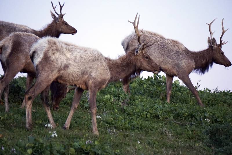 Four male elk walk down a grassy hillside