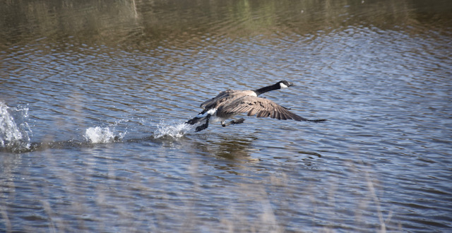 A gray goose, with a long black neck, white and black head, and wings outstretched, lifts off from a rippling, brown lake, three splashes from its feet behind it.