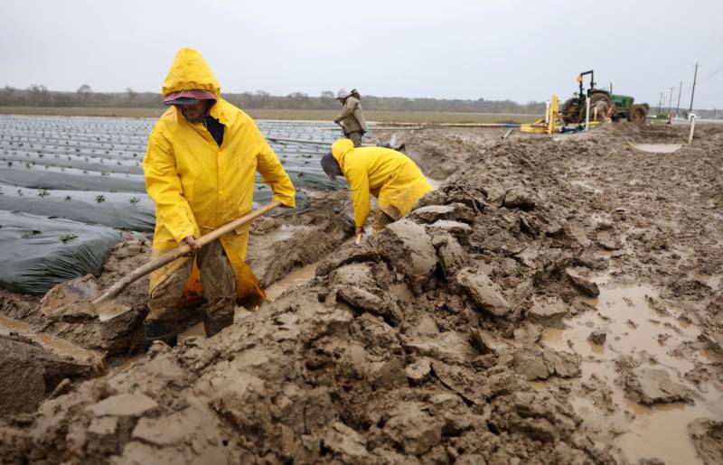 Farmworkers in yellow rainsuits dig a ditch on the edge of a field.