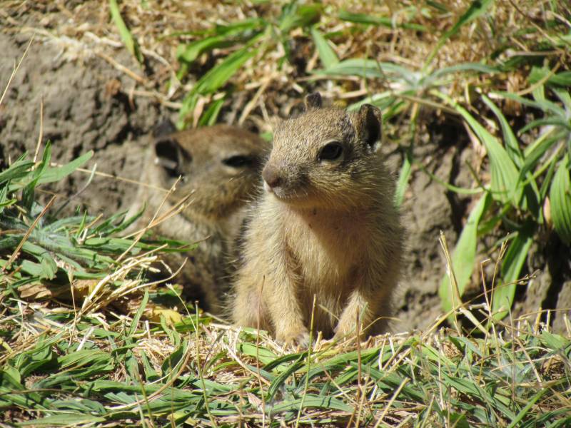 A small, fuzzy, and very cute juvenile ground squirrel pops out of a burrow. Another squirrel is partially visible behind it.