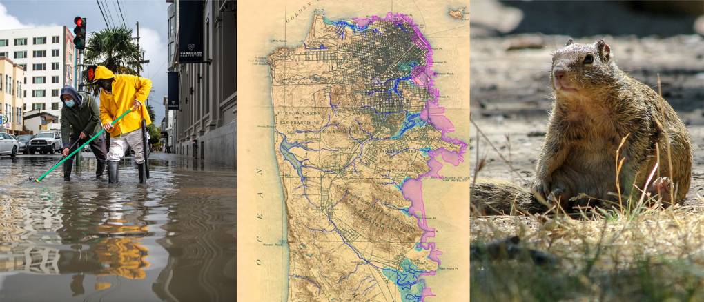 Three images in a triptych, one features two people standing in a flooded street, next is a map of San Francisco with color coded areas that have been filled in, the third is a fat ground squirrel sitting back on its haunches.