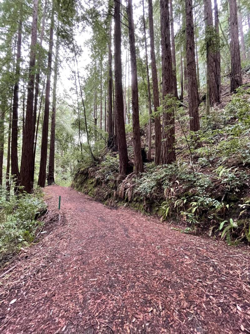 A view of a trail through a forest surrounded by trees.