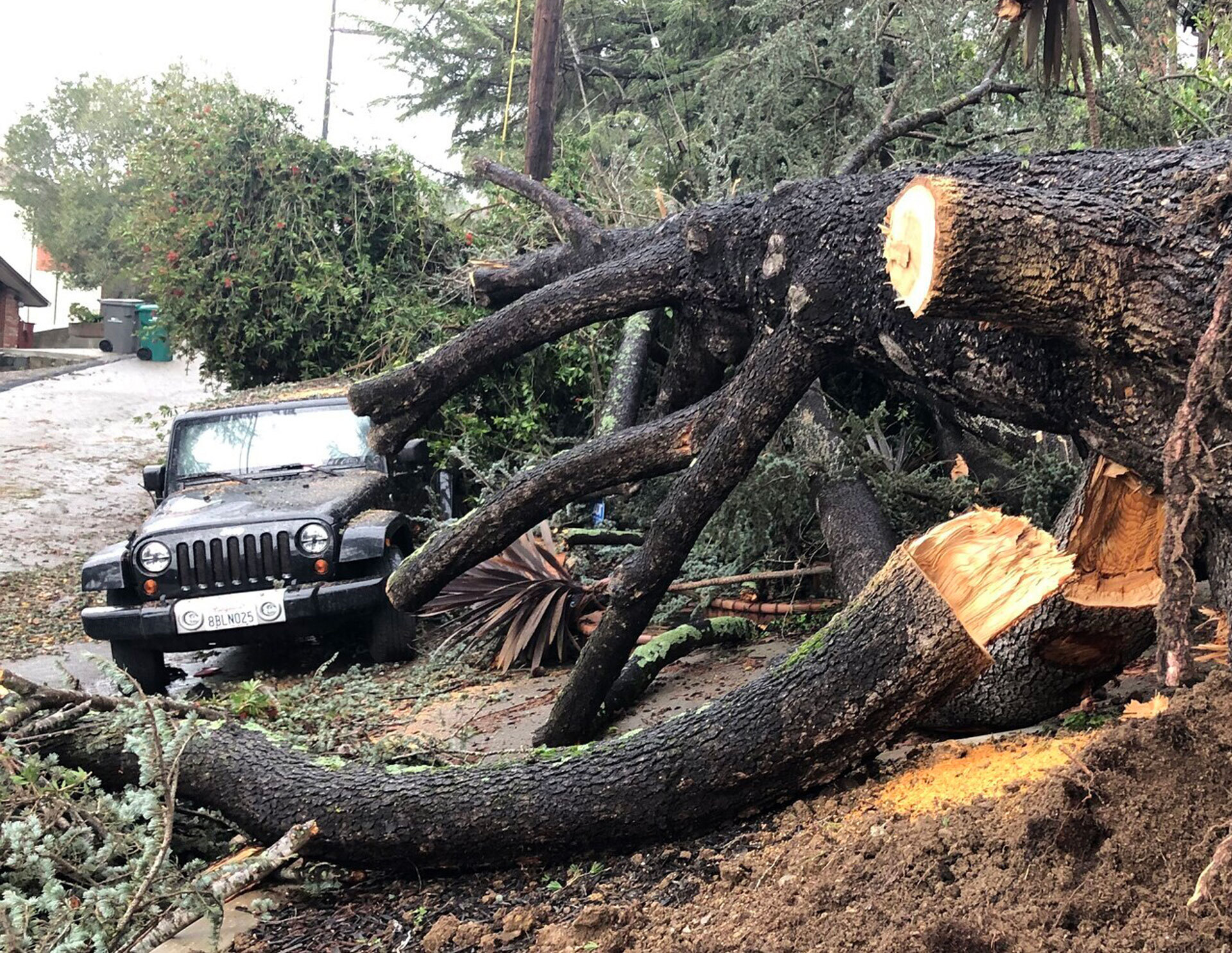 A gigantic tree with dark bark has fallen to the ground with thick branches busted open to reveal tan wooden insides. A black Jeep has taken on large fallen branches and debris to the left of the disaster as wet soil and muddy puddles surround the area.