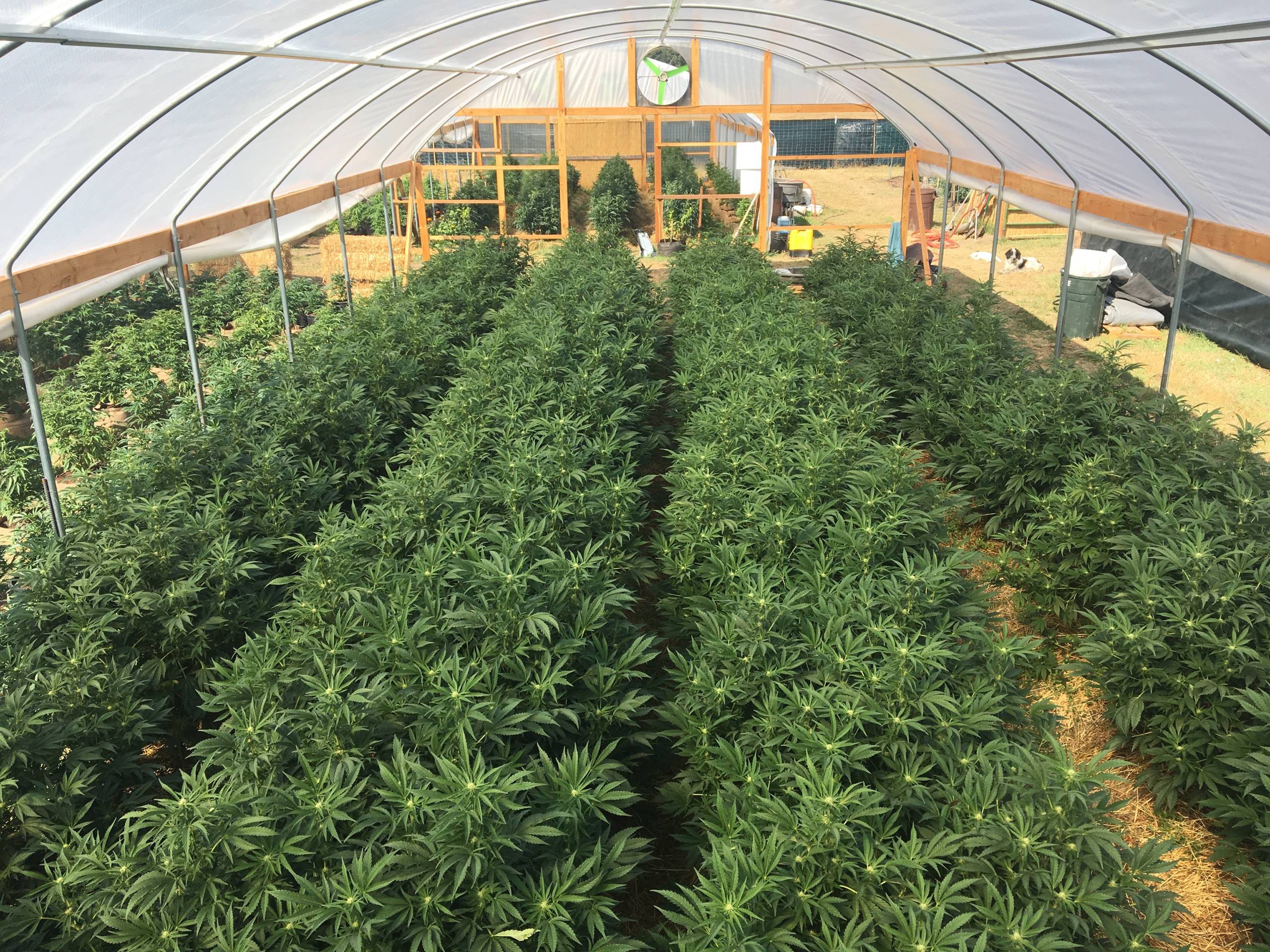 Rows of bright green cannabis plants inside a greenhouse during the daytime.