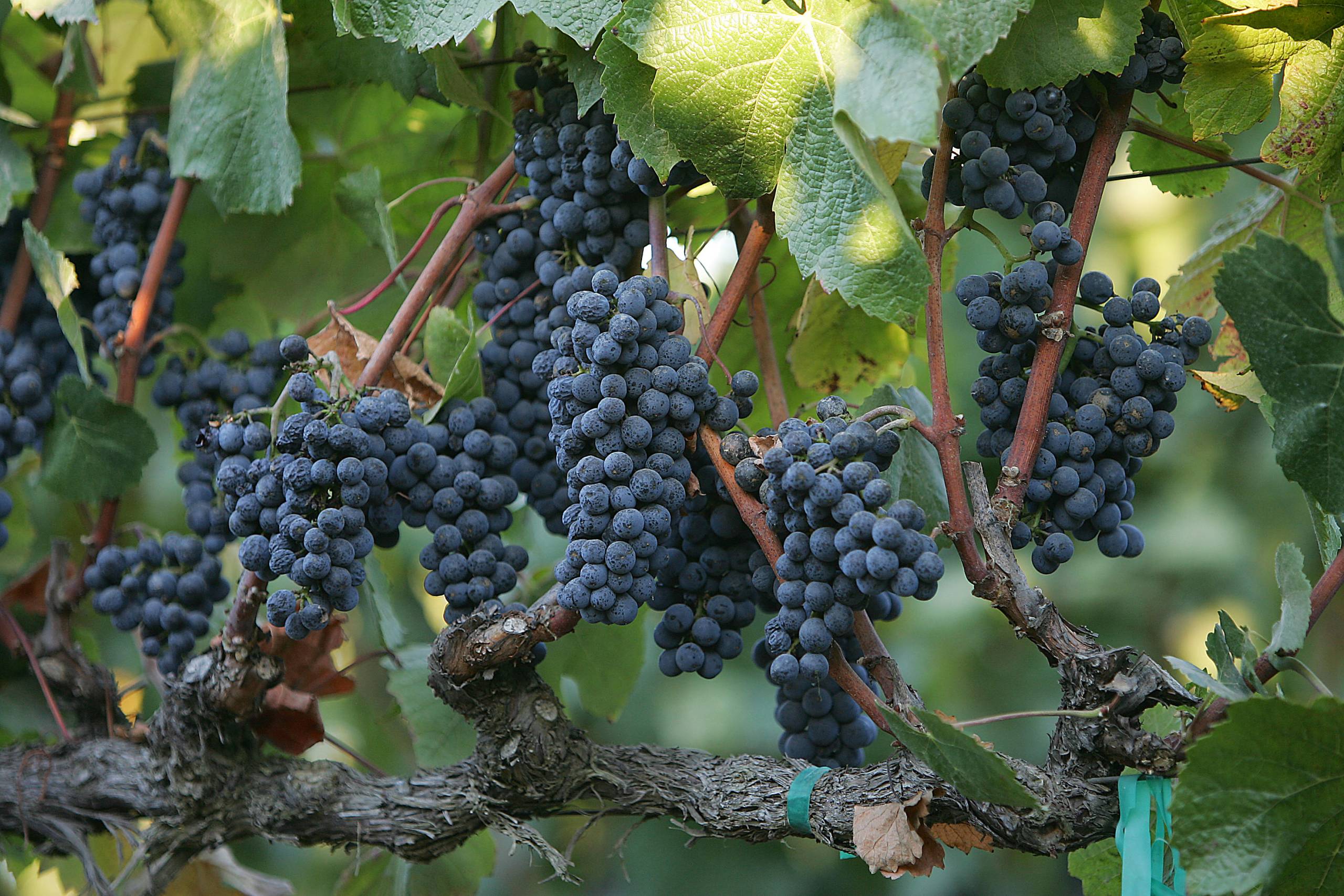 Dark purple grapes hang from a grapevine with sun-kissed leaves.