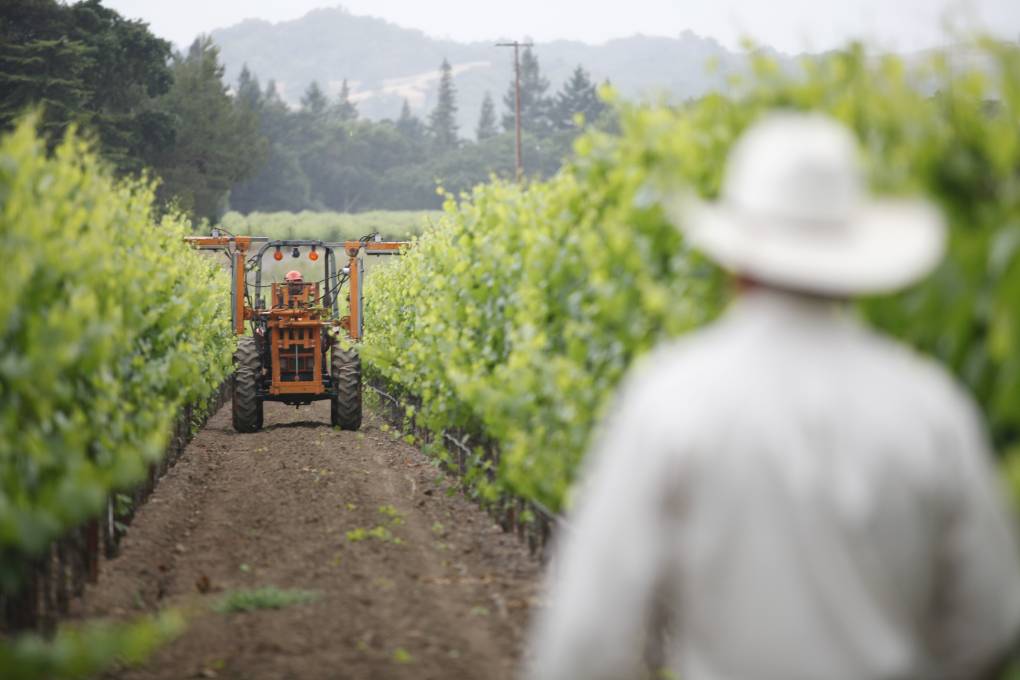 A man wearing a white cowboy hat stands in between green grapevines with his back facing the camera. He looks toward an orange tractor coming down the dirt row as it trims grapevines.