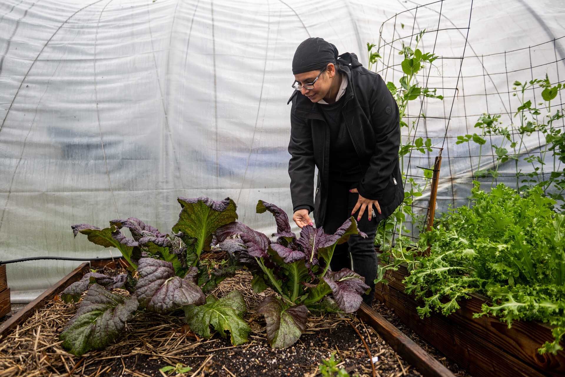 A bespectacled Indian woman with her head tightly covered in a black scarf twisted around her neck, bending over and holding the tip of a purple and green plant growing in a raised bed, between his forefinger and thumb. 
