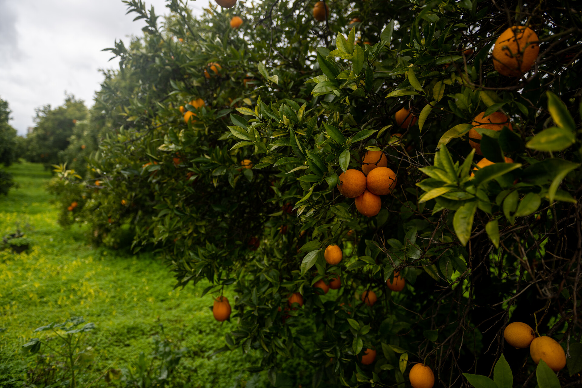 An orange tree with dozens of large oranges on its branches that look ready to be picked. 