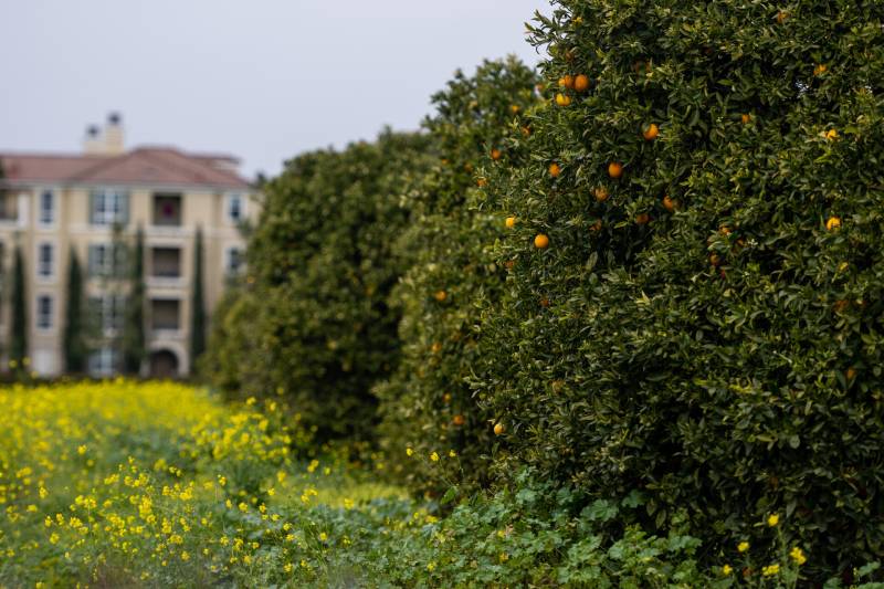An orange tree is in the foreground and in the background is a four story apartment building.