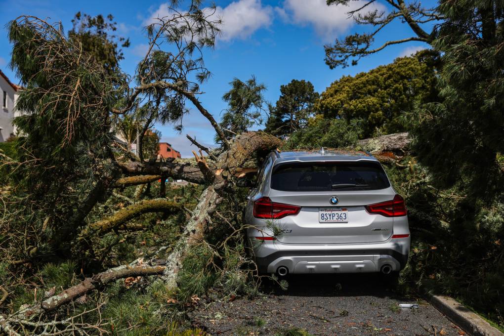 A silver car is photographed almost completely covered by a large tree that's fallen onto it. Above, the sky is bright blue.