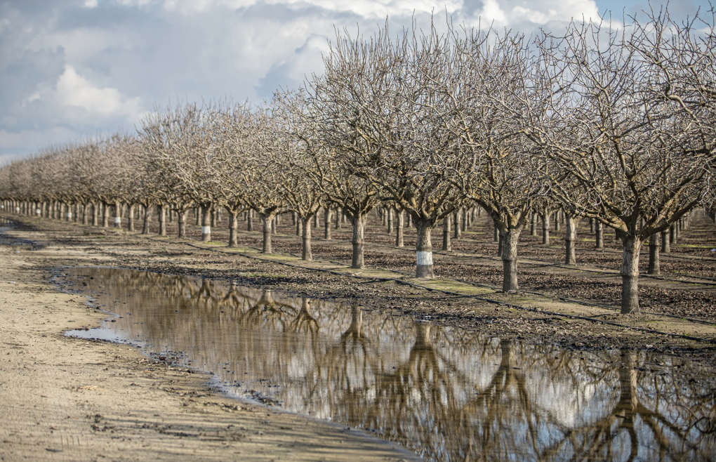 Rows of bare trees next to a puddle.