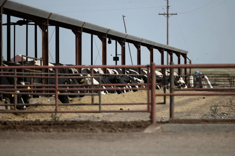 Cows on a dairy farm seen behind a gate.