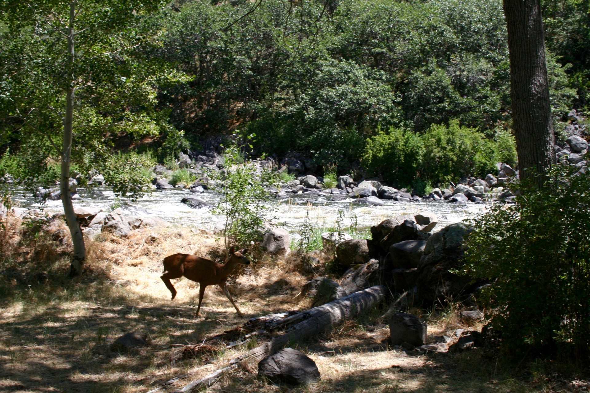 A nature shot within the forest with a running stream in the background along with wild deer running in the foreground.