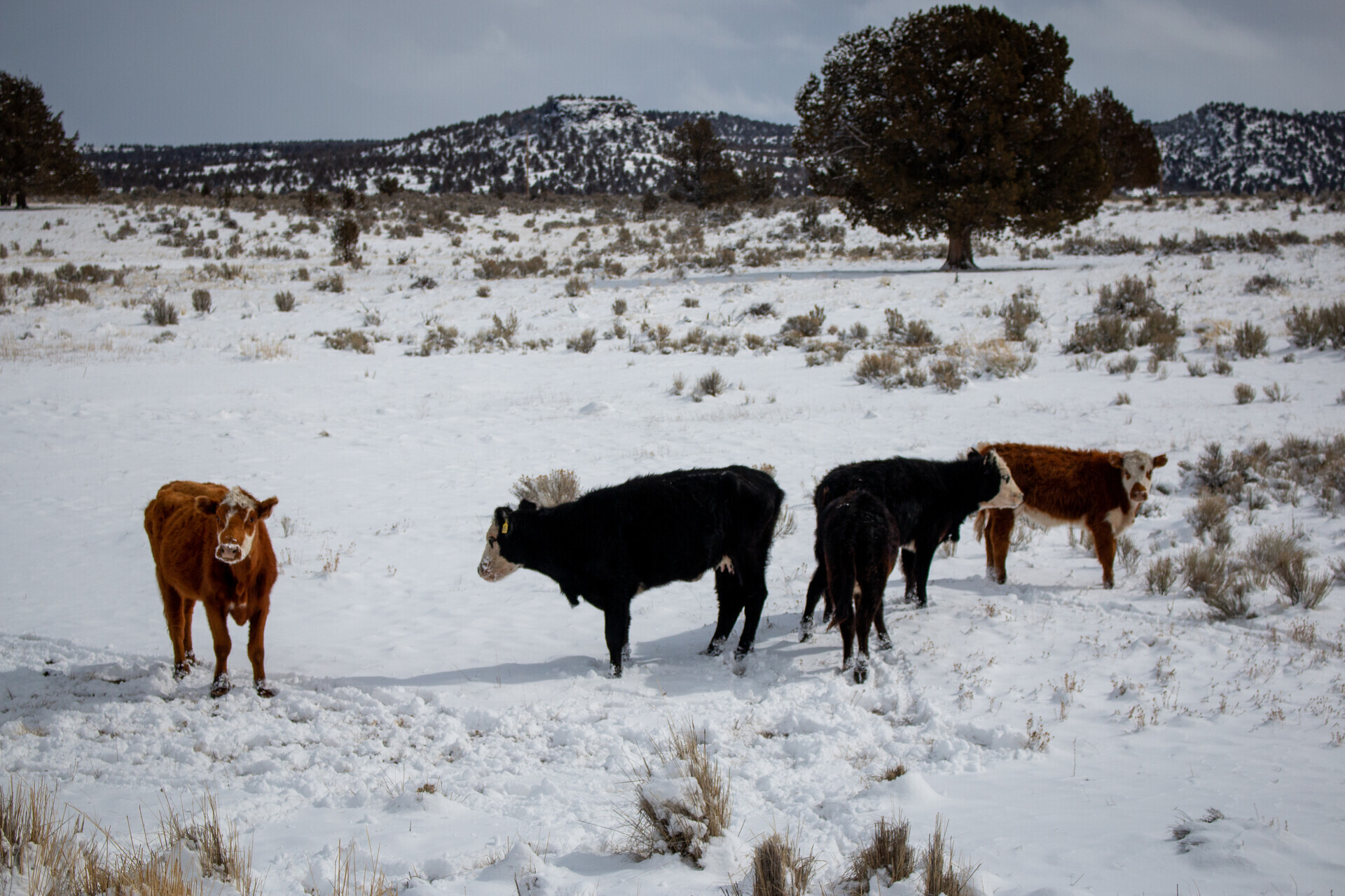 Brown and black cows are pictured on a snow-covered field.