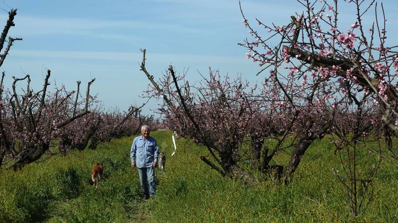 A Japanese-American man with white hair wearing blue jeans and a blue shirts walks down a grassy aisle between flowering peach trees.