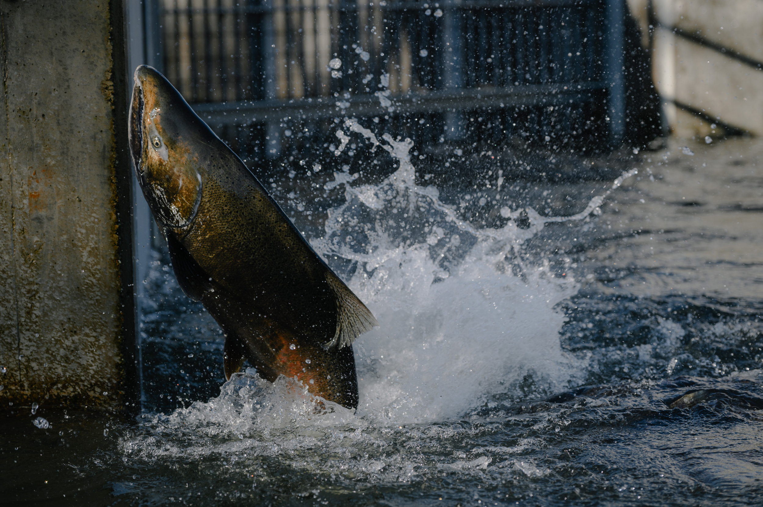 A large fish jumps against a section of concrete splashing water.
