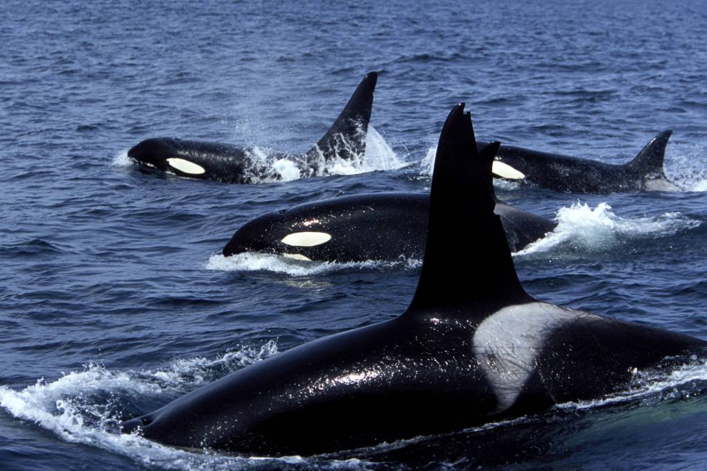 Photo shows four killer whales swimming together in the ocean.
