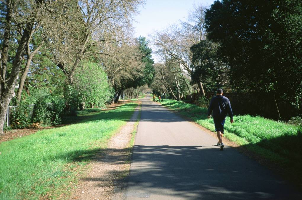 A man walks along a wide open paved trail lines with trees.
