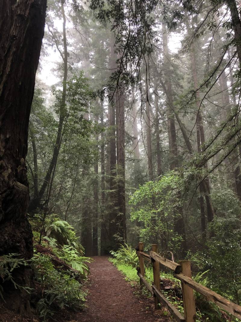 Tall, bright green redwood trees and ferns surround a hiking path. The air is misty and grey.