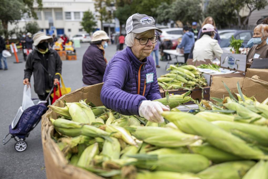 A woman with white hair and a warm coat picks through a huge box of ears of corn in a paved outdoor area where lots of other people are also circulating.