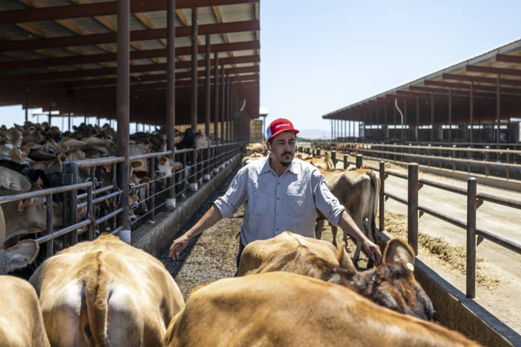 A man in a red hat with arms outstretched stands among rows of cows in pens seemingly ushering them forward towards the camera.