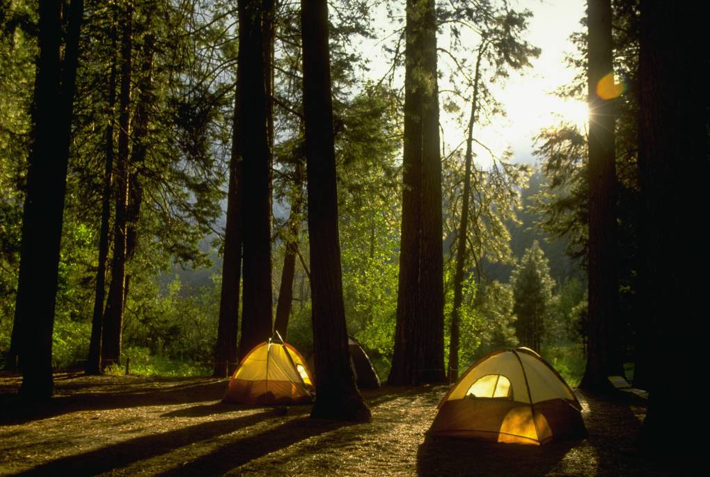 A view of two yellow tents in a forest of tall redwood treats, in low light