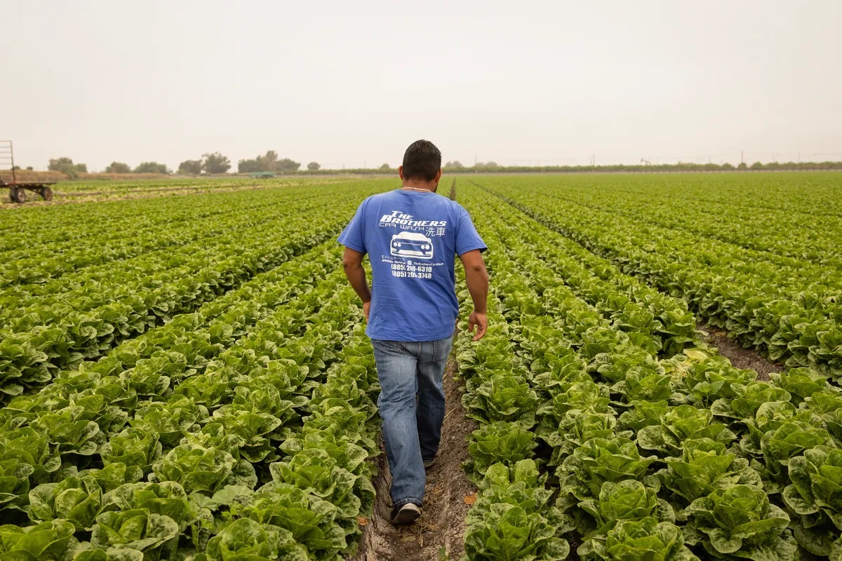 A man in a blue T-shirt walks through rows of lettuce crops in a field in Oxnard, California. The sky is gray above and farm equipment is seen in the background.