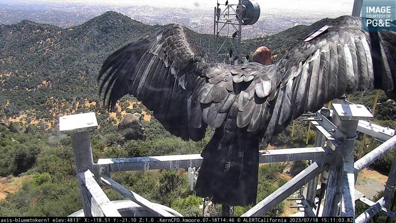 A roosting California condor spreads its wings with mountain scenery in the background.