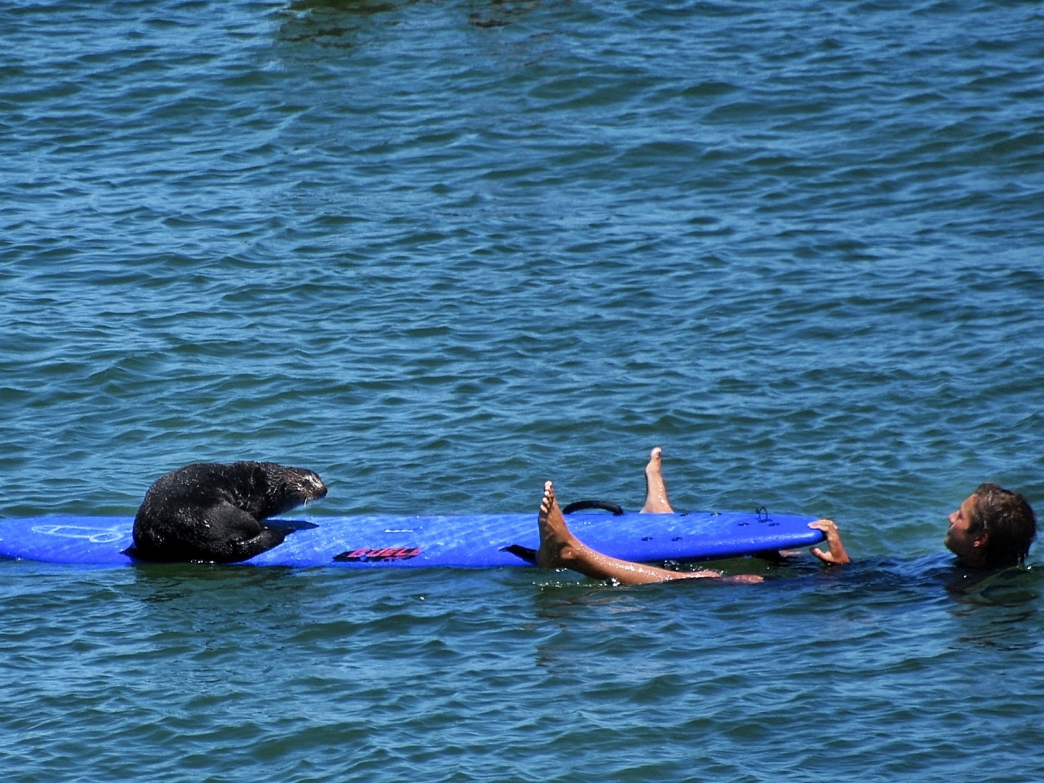 a large sea otter sits at one end of a blue surfboard while a surfer lays under the board with their feet up on either side