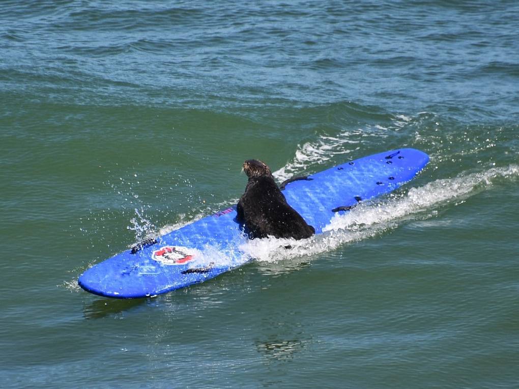 Bright blue surfboard slides along a small wave while a dark brown sea otter sits in the middle, facing away from the camera