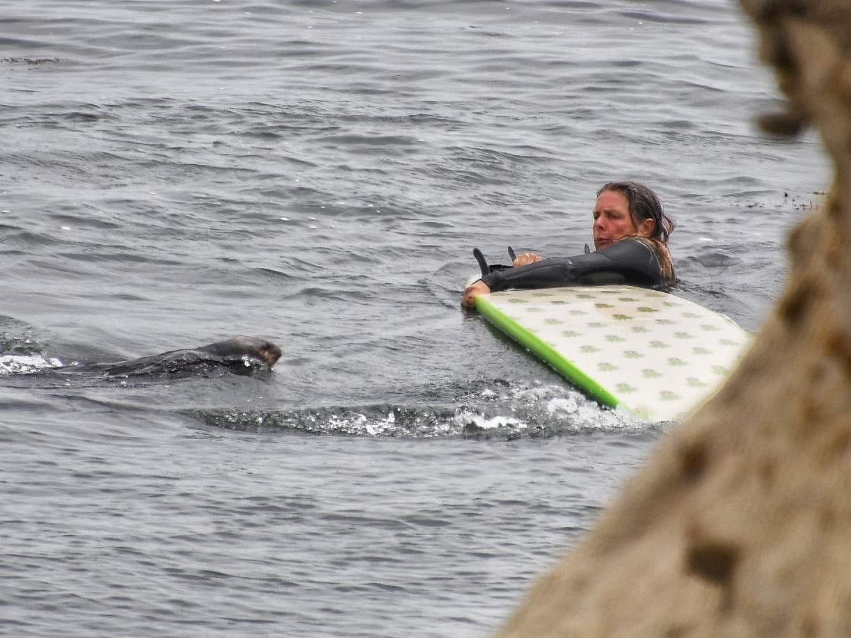 A surfer with a concerned look on their face holds their upside down surfboard in the water while a large otter swims towards them
