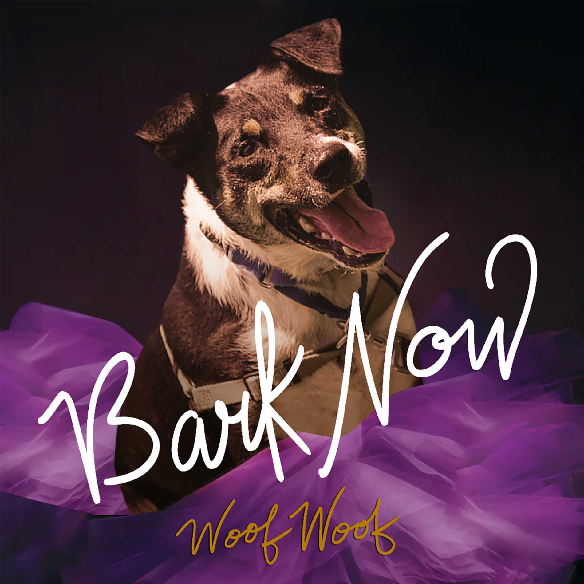 An image of a happy looking dog styled to resemble a Taylor Swift album cover.