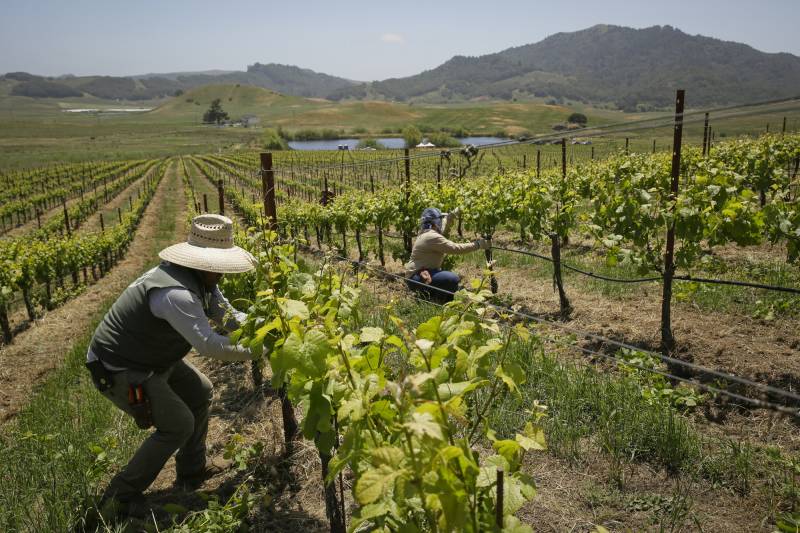 Two people wearing long sleeves, hats and face coverings work in a large outdoor field of grape vines on a sunny day.