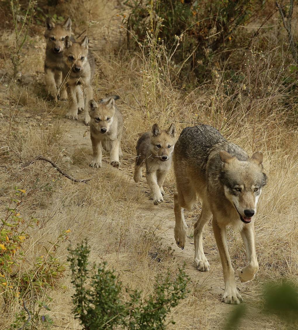 An adult wolf leads a pack of wolf pups outside.
