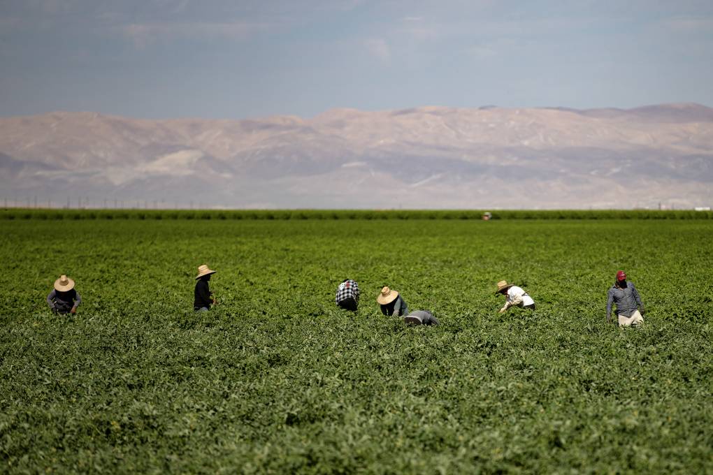 Seven farmworkers are seen bent over in a field of green produce that comes up to their waists. It's a bright, sunny day. Many of the workers are wearing large, straw hats and long-sleeved clothing.