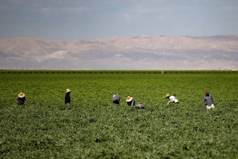 Seven farmworkers are seen bent over in a field of green produce that comes up to their waists. It's a bright, sunny day. Many of the workers are wearing large, straw hats and long-sleeved clothing.