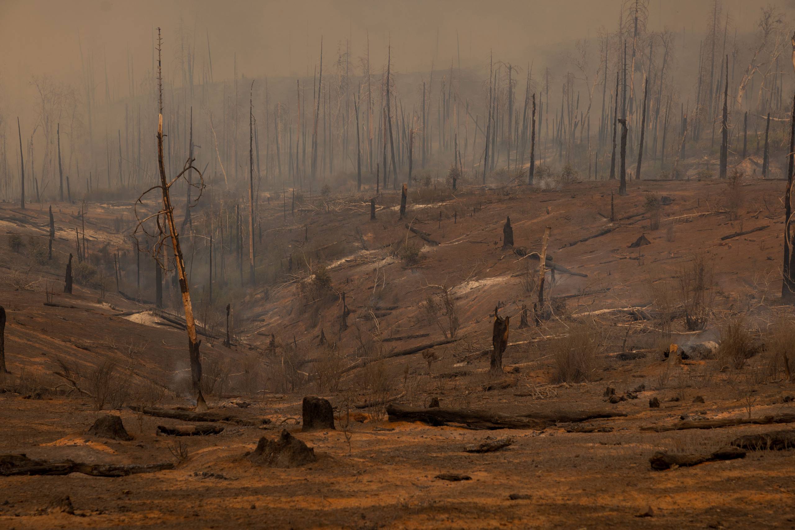 A forest is left barren with charred tree trunks amid a gray clouded sky and burned earth.