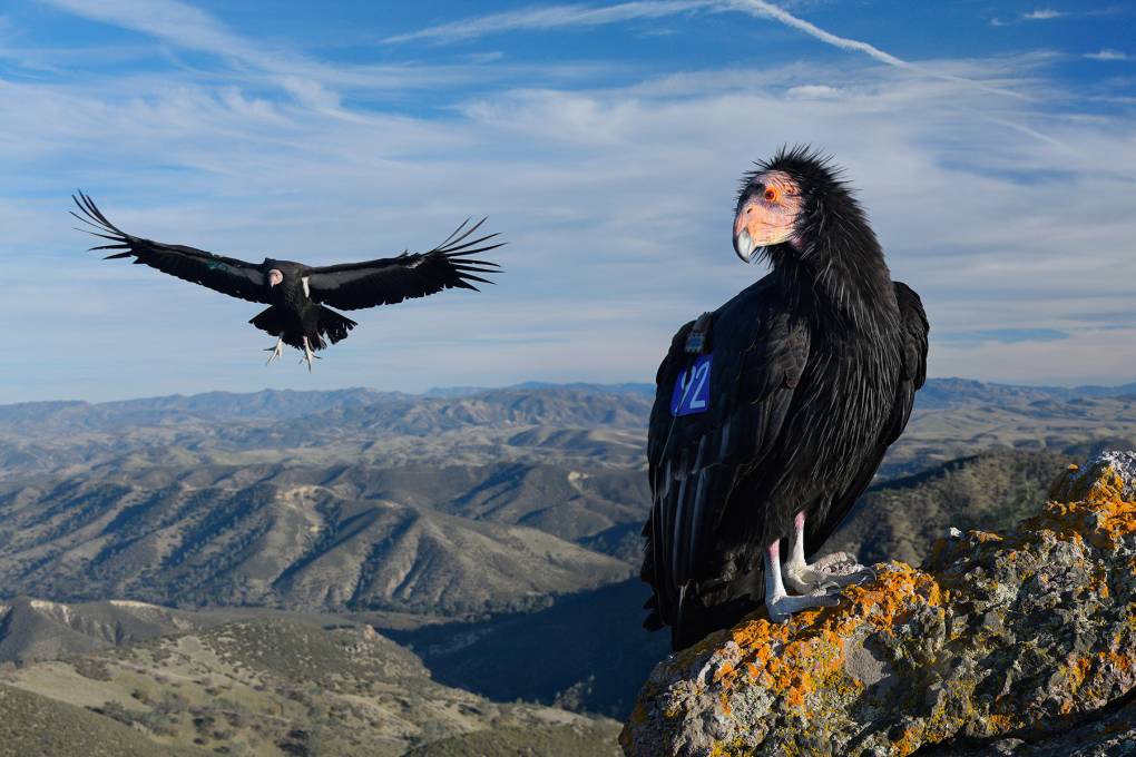 Two condors seen at a high altitude. The bird on the left is flying while the bird on the right is perched on a rock.