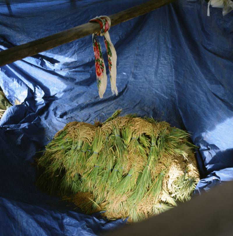 A blue tarp with piles of greenery on it.