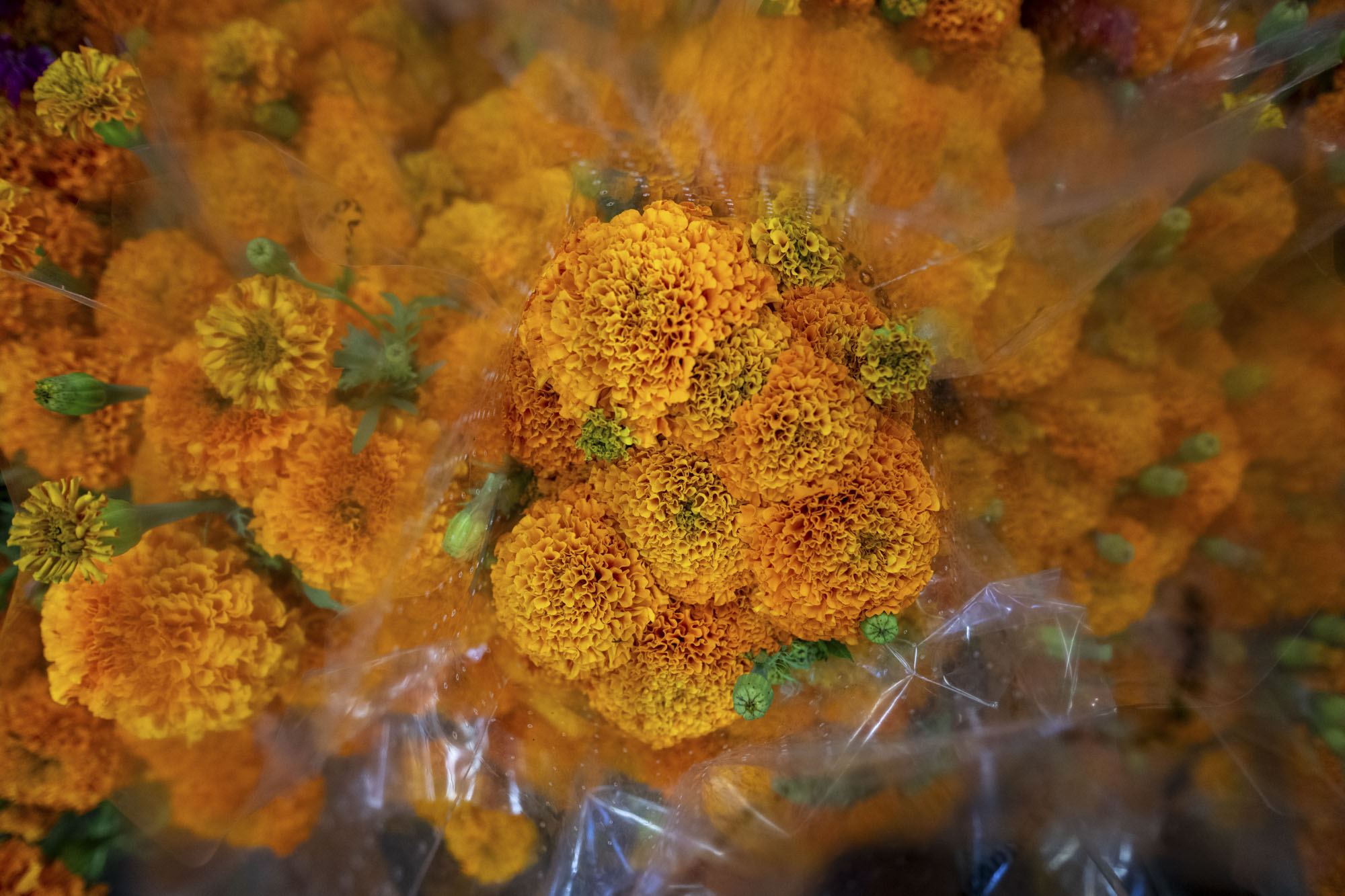 Bunches of marigolds in plastic wrapping.