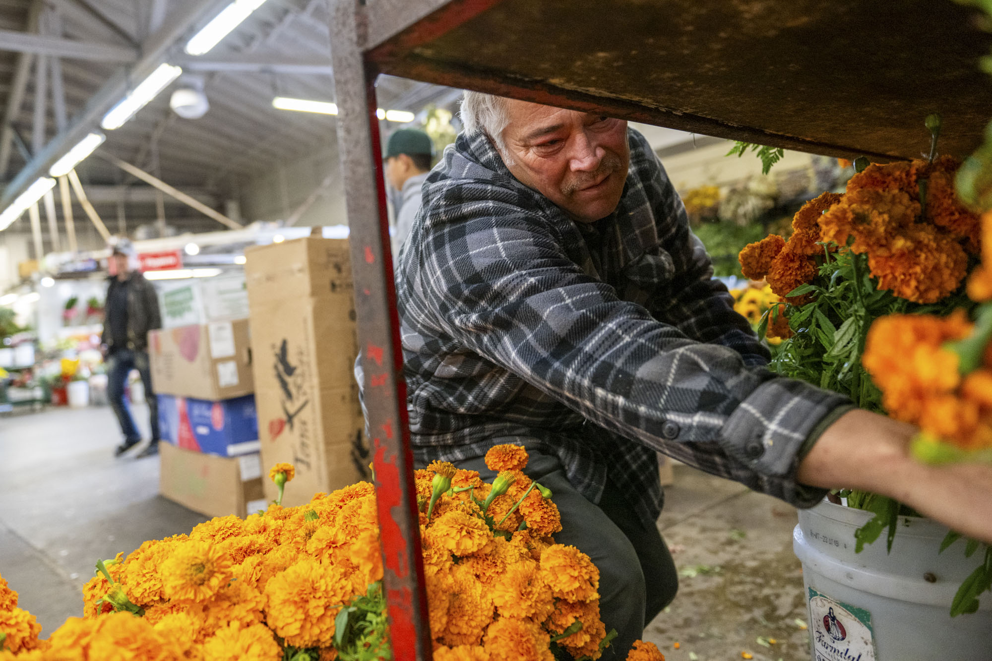 A person reaches for something beween bouquets of marigolds in a large indoor setting.