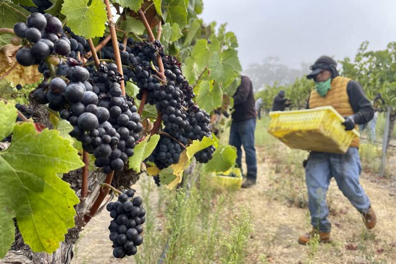 Grape farmers work the vineyard.
