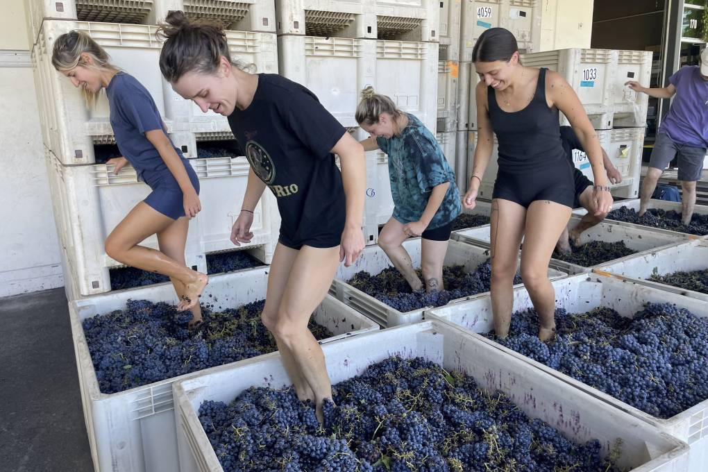 Women smash grapes in large white boxes with their feet.